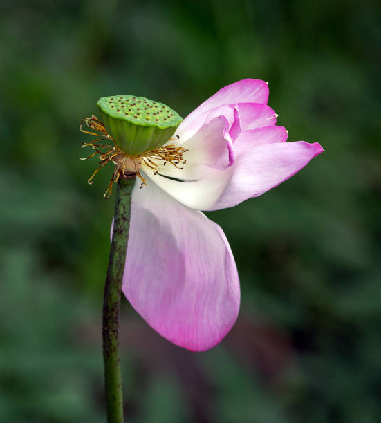 istock Lotus flowers bloom in the garden. 1147274534
