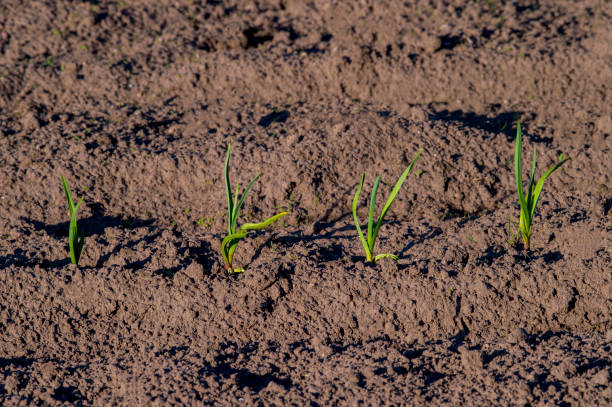 istock Saplings Growing On Agricultural Field 1147275050