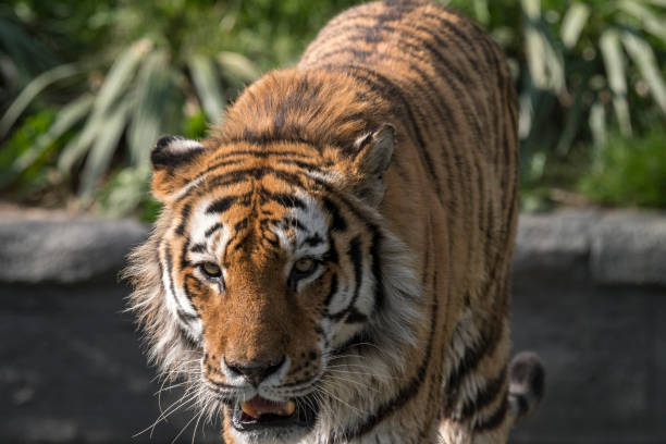 istock tiger resting in a zoo 1147275158