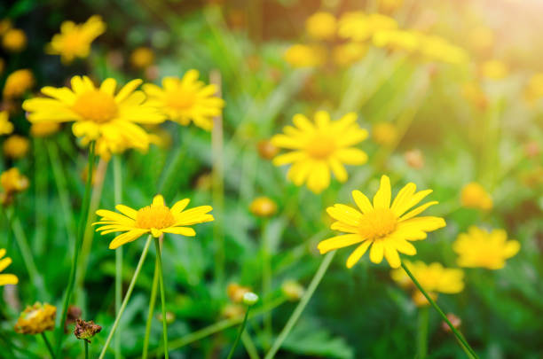istock yellow Dasie flower with green leaf background 1147275507