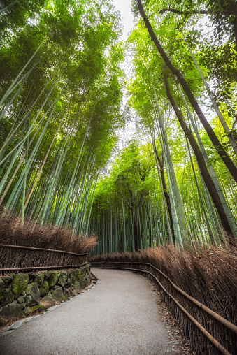 Arashiyama Bamboo Grove in Kyoto without people in the morning. Japan