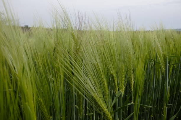 istock wheat field not yet ripe 1147276723