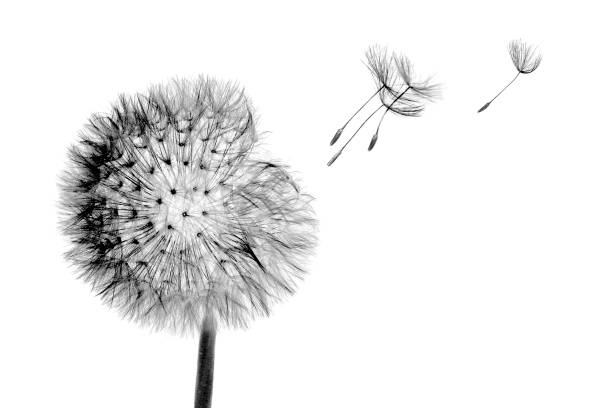 istock White bloom head Dandelion flower with flying seeds in wind isolated on black background 1147276749
