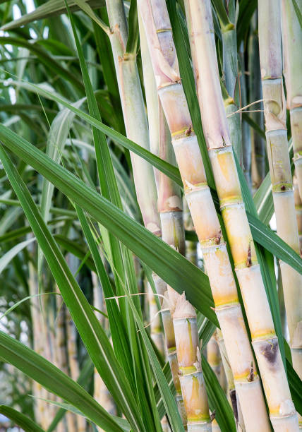 istock Sugarcane trees in the garden. 1147276880