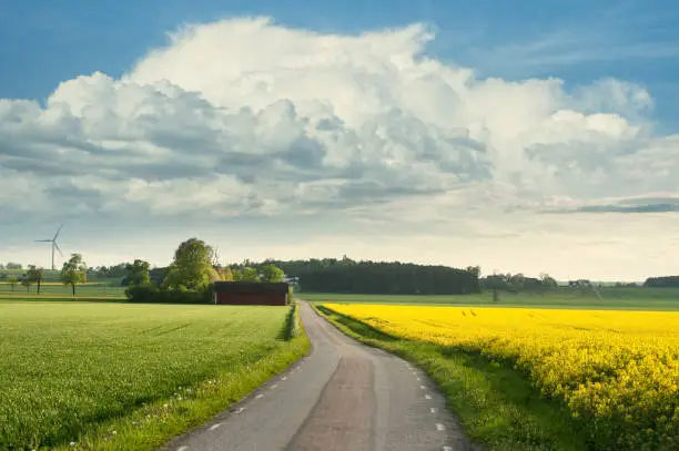 Beautiful summer landscape in Östergötland Sweden
field and road with oilseed rape