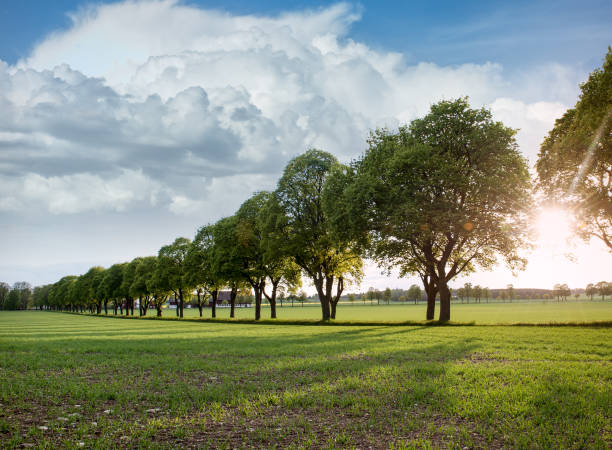 Beautiful summer landscape in Östergötland Sweden\ntree alley avenue
