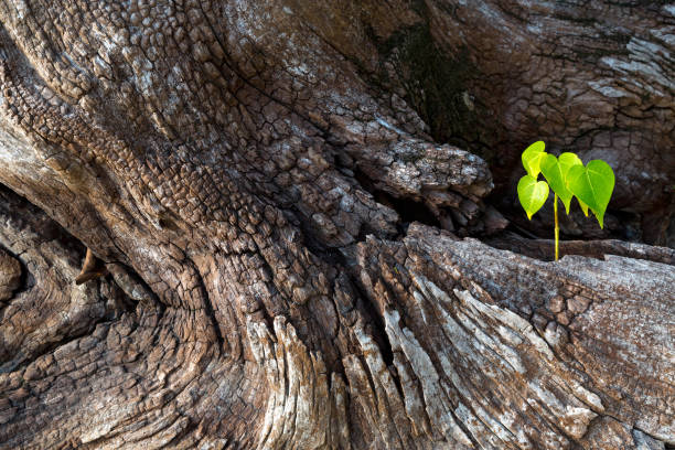 istock The pattern of the wood and the Bodhi tree. 1147277158