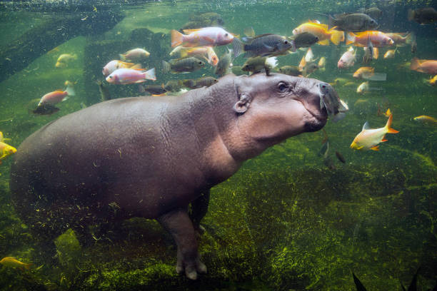 istock The dwarf hippo is swimming in the fish. 1147277181