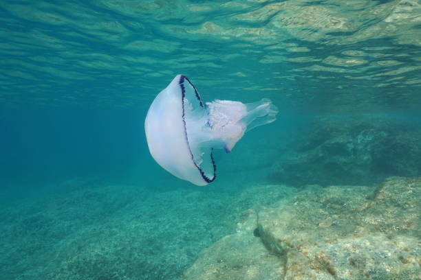 istock Mediterranean sea barrel jellyfish Rhizostoma 1147277190