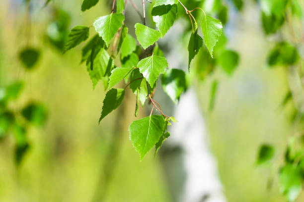 istock Birch branch with leaves and blurred green floral background, copy space 1147277290