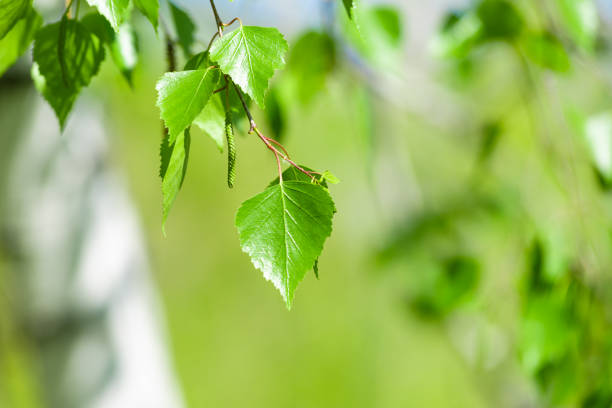 istock Birch branch with leaves and blurred green floral background, copy space 1147277477