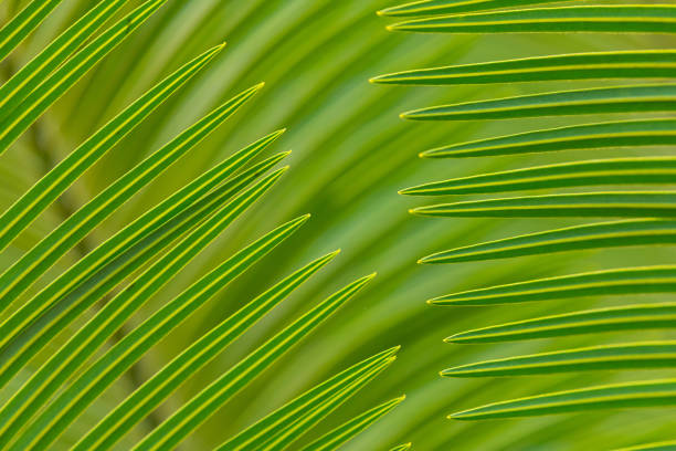 Beautiful texture of close-up Cycad leaves using for background