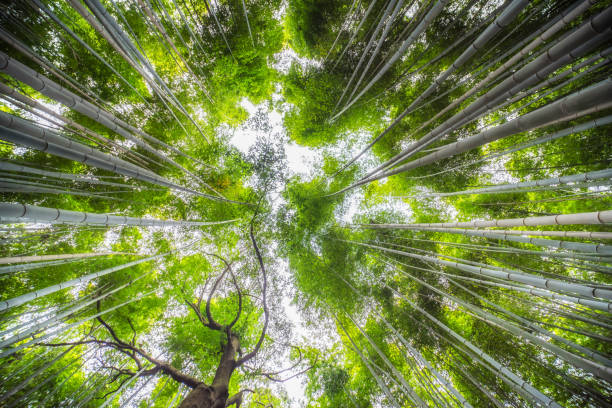 Fresh Green Bamboo Forest