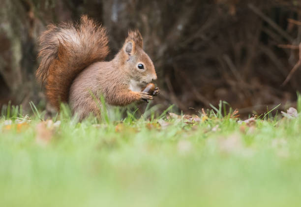 red squirrel - wouter imagens e fotografias de stock