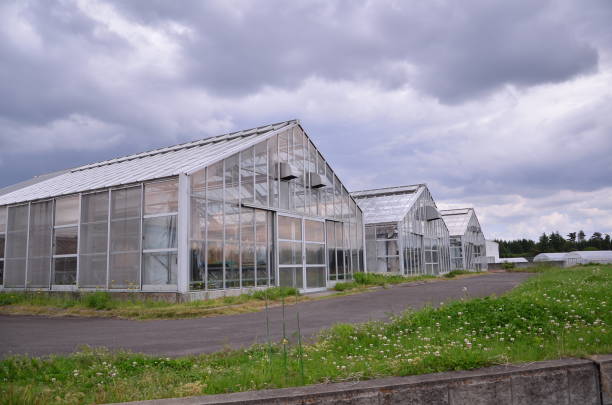 istock Green wheat in green house 1147279557