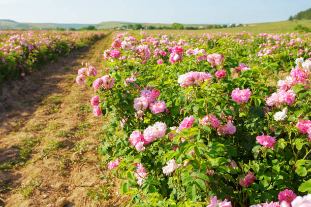 istock Field of roses 1147281710