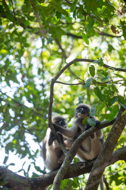 istock Dusky Langur Monkey sitting on the tree branch in the forest. 1147281746