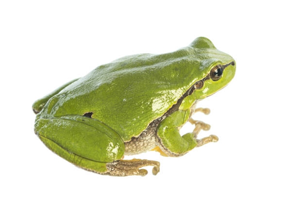 frog skins