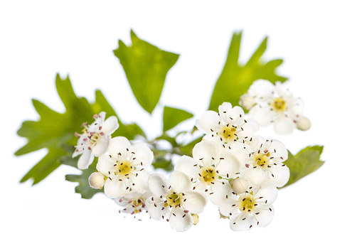 healing plants: Hawthorn (Crataegus monogyna) branch with flowers and leafs on a white background