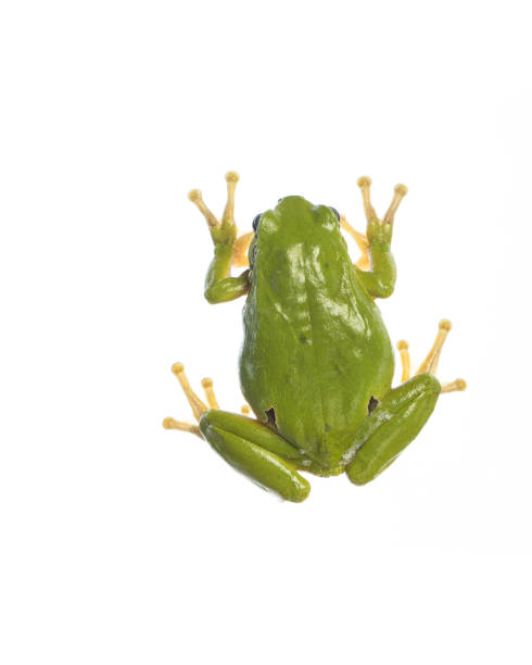 istock European tree frog (Hyla arborea) sitting on glass - backside 1147282830