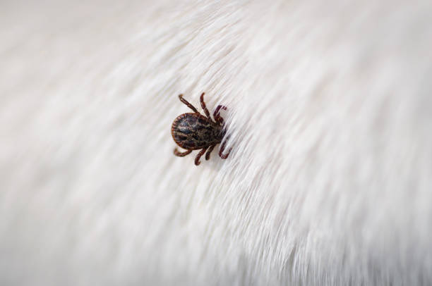 istock Tick on dog fur 1147283072