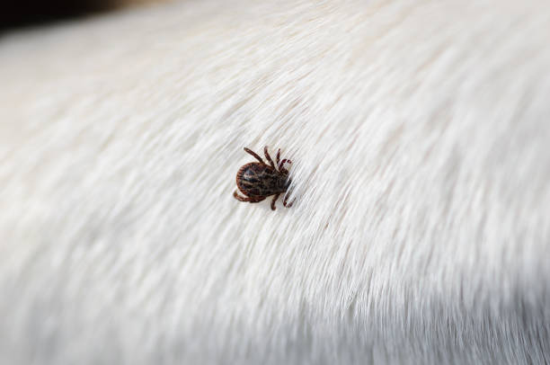 cochez la fourrure de chien - ectoparasite photos et images de collection