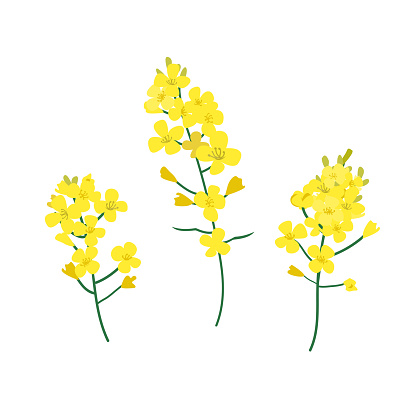Flowering stalk of yellow rape flowers. Brassica napus, rapeseed, colza, oil seed, canola vector illustration. The concept of rapeseed oil or honey. Flat vector illustration isolated on white background
