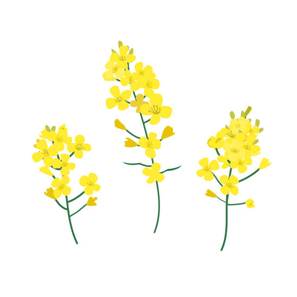 Brassica napus, rapeseed, colza, oil seed, canola vector illustration. The concept of rapeseed oilor honey. Flat vector illustration isolated on white background Flowering stalk of yellow rape flowers. Brassica napus, rapeseed, colza, oil seed, canola vector illustration. The concept of rapeseed oil or honey. Flat vector illustration isolated on white background brassica rapa stock illustrations