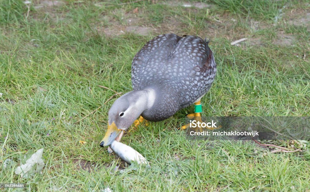 Pato Comiendo Pescado Foto de stock y más banco de imágenes de Animal - Animal, Comer, Fauna silvestre - iStock Pato Comiendo Pescado Foto de stock y más banco de imágenes de Animal - Animal, Comer, Fauna silvestre - iStock