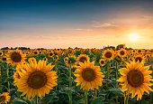 Sunset over huge sunflower field