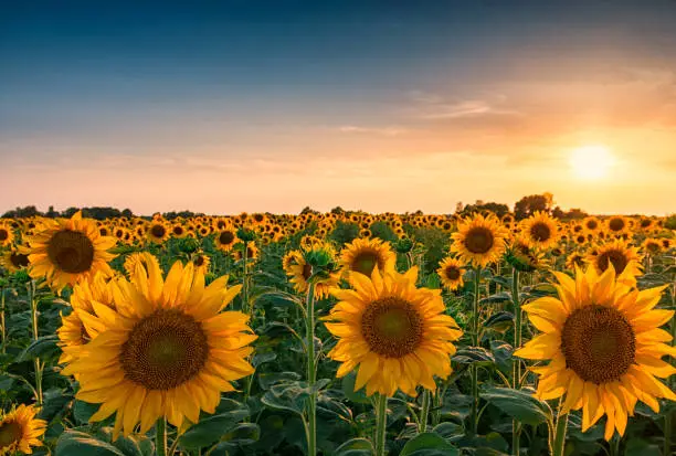 Huge sunflower field and beautiful colorful sunset sky above them