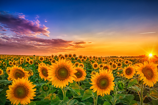 Huge sunflower field and beautiful colorful sunset sky above them