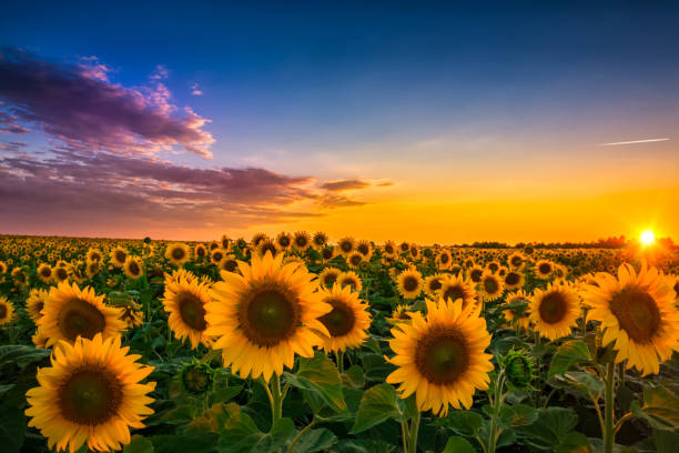istock Sunset over huge sunflower field 1147285107