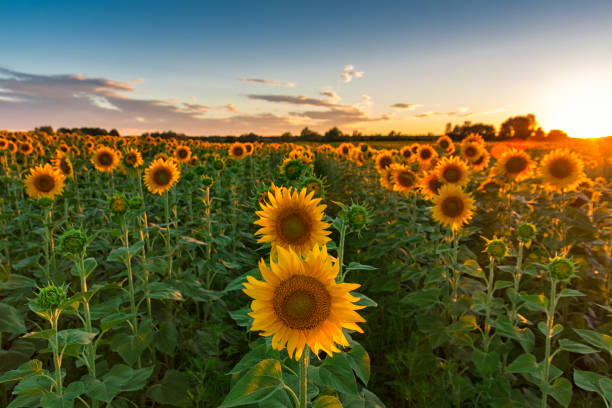 istock Sunset over huge sunflower field 1147285565