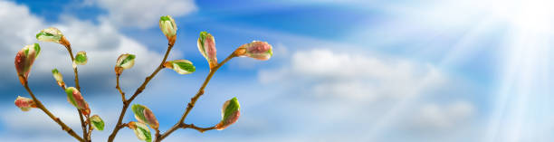 image of buds on a tree branch against the sky
