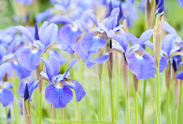 istock beautiful blue irises blooming in the field 1147286280