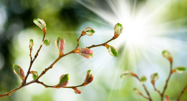 istock isolated image of buds on a tree branch against the sky 1147286350