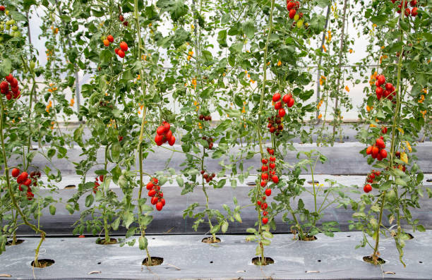 istock field of cherry tomato in greenhouse 1147287155