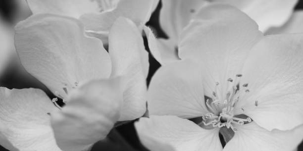 istock flowers of apple 1147287280