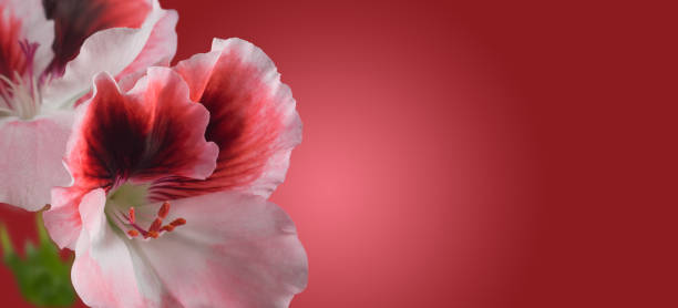 istock image of beautiful flowers on a red background 1147287284
