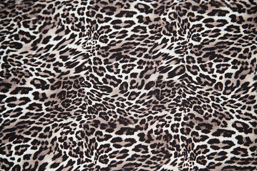 Leopard Animal Print Texture Material Stock Photo - Download Image Now -  Abstract, Abstract Backgrounds, Africa - iStock