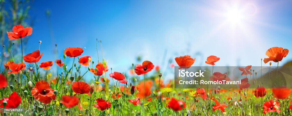 Poppies In Field In Sunny Scene With Blue Sky Poppies In Meadow With Blue Sky And Sunlight Flower Stock Photo