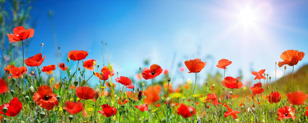 Poppies In Field In Sunny Scene With Blue Sky Poppies In Meadow With Blue Sky And Sunlight flower part photos stock pictures, royalty-free photos & images
