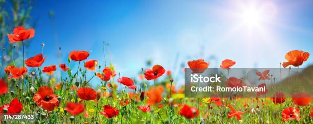 Poppies In Field In Sunny Scene With Blue Sky Stock Photo - Download Image Now - Flower, Springtime, Poppy - Plant