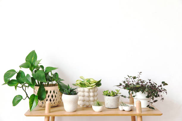 istock Stylish scandinavian interior with design commode and beautiful composition of plants in different hipster pots. Modern home decor. White background wall. Minimalistic concept. Template. Home garden. 1147288169