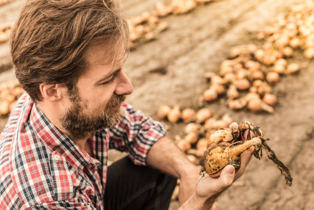 istock Caucasian farmer in plaid shirt control onion field 1147289316