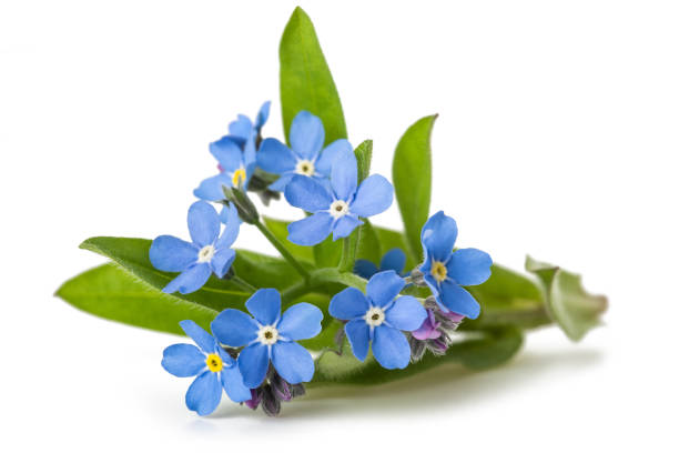 Forget me nots Forget-me-nots (Myosotis) Flowers on White Background forget me not isolated stock pictures, royalty-free photos & images