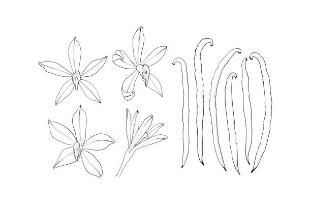 vanille-blume und stativ set. ein isoliertes gewürz. vanille-flavoring - vanilla spice pod isolated stock-grafiken, -clipart, -cartoons und -symbole