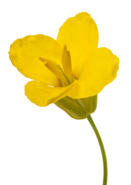 fiore di colza (brassica napus) - canola flower foto e immagini stock