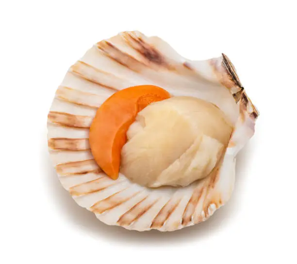 fresh shell scallop isolated on white background